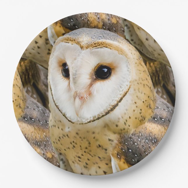 Barn Owl Paper Plate (Front)
