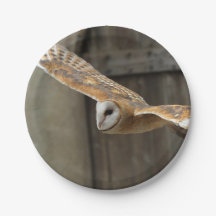Barn Owl