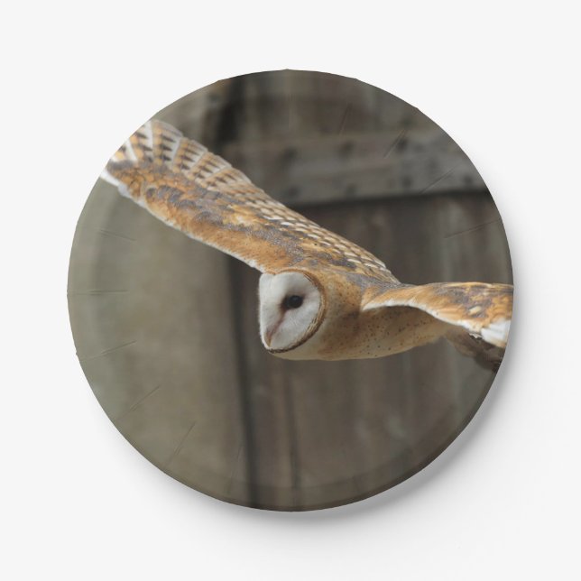 Barn Owl Paper Plate (Front)