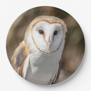 Barn Owl Paper Plate