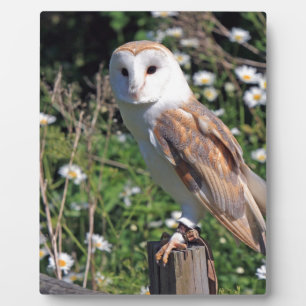 Barn Owl Plaque