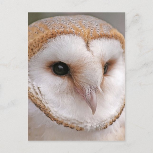 Barn Owl Portrait Postcard (Front)