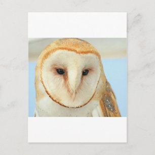 Barn Owl Postcard