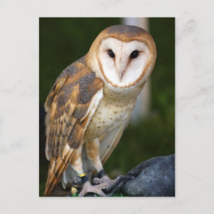 Barn Owl Postcard