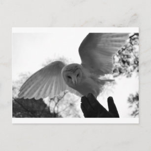 Barn Owl Postcard