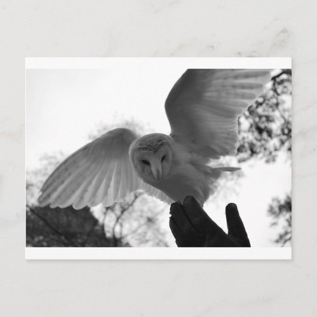Barn Owl Postcard (Front)