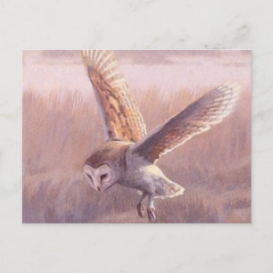 Barn Owl Postcard  