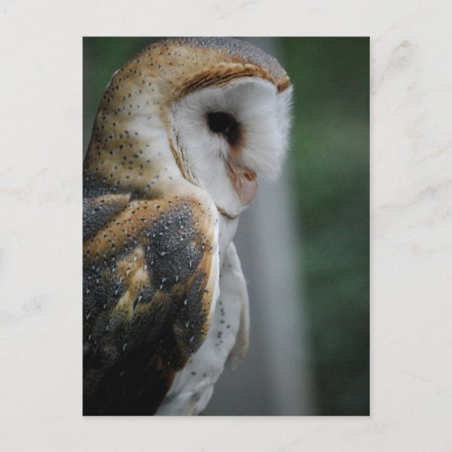 Barn Owl Postcard (Front)