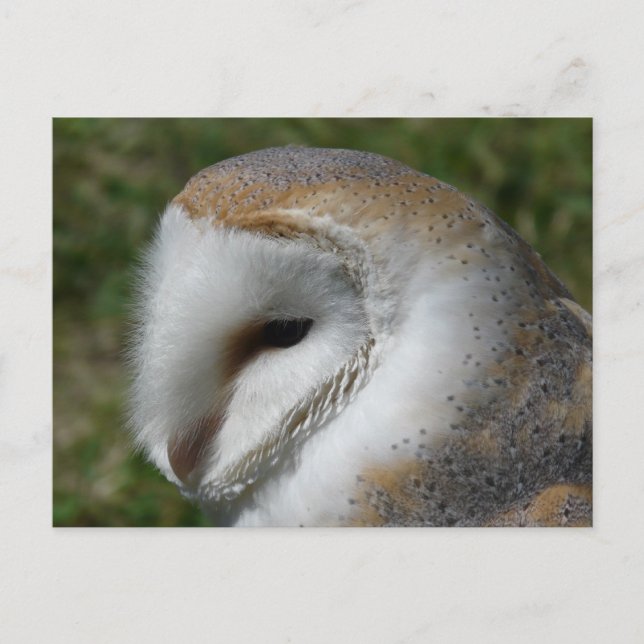 Barn owl postcard (Front)