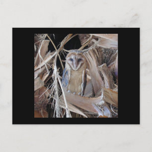 Barn Owl Postcard