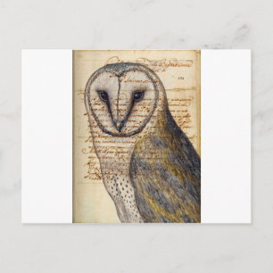Barn Owl Postcard