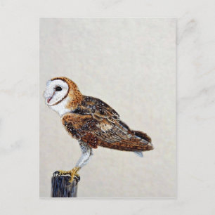 Barn owl postcard