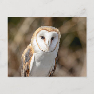 Barn Owl Postcard