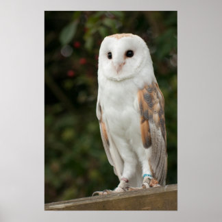 Barn Owl Poster