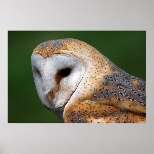 Barn Owl Poster (Front)