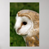 BARN OWL
