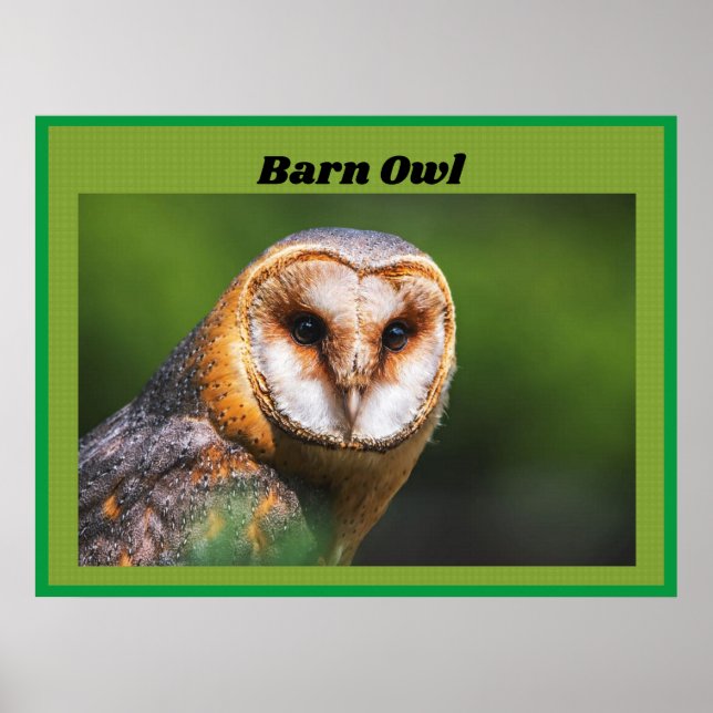 Barn Owl Poster (Front)