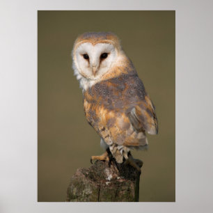 Barn Owl Poster by cARTerART