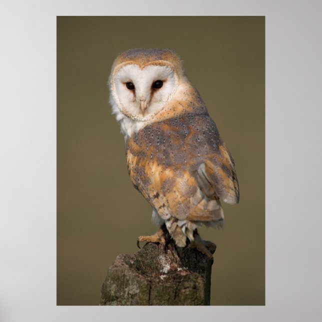 Barn Owl Poster by cARTerART (Front)