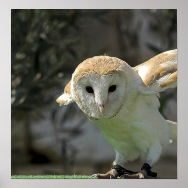 Barn Owl Poster Print (Front)