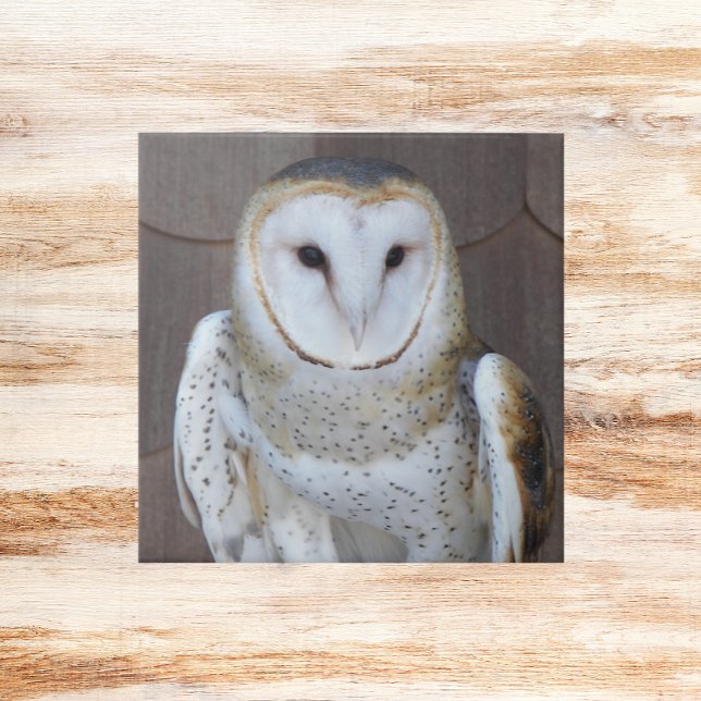 Barn Owl Raptor Photo Tile (In Situ)
