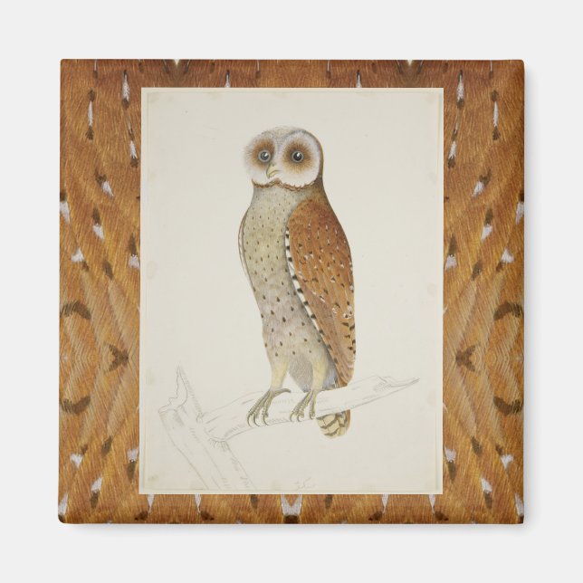 Barn owl rustic vintage nature illustration barred magnet (Front)