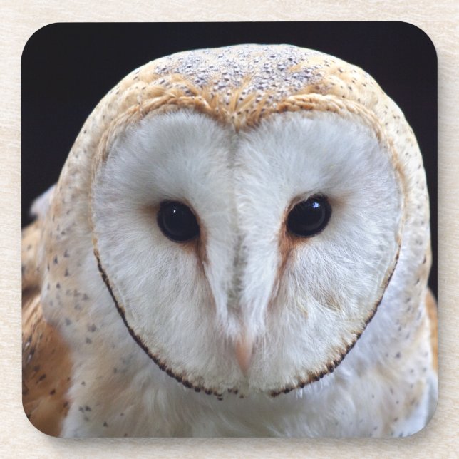 Barn Owl Set of 6 Coasters (Front)