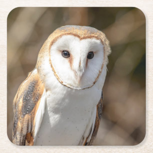 Barn Owl Square Paper Coaster