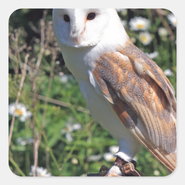 Barn Owl Square Sticker (Front)