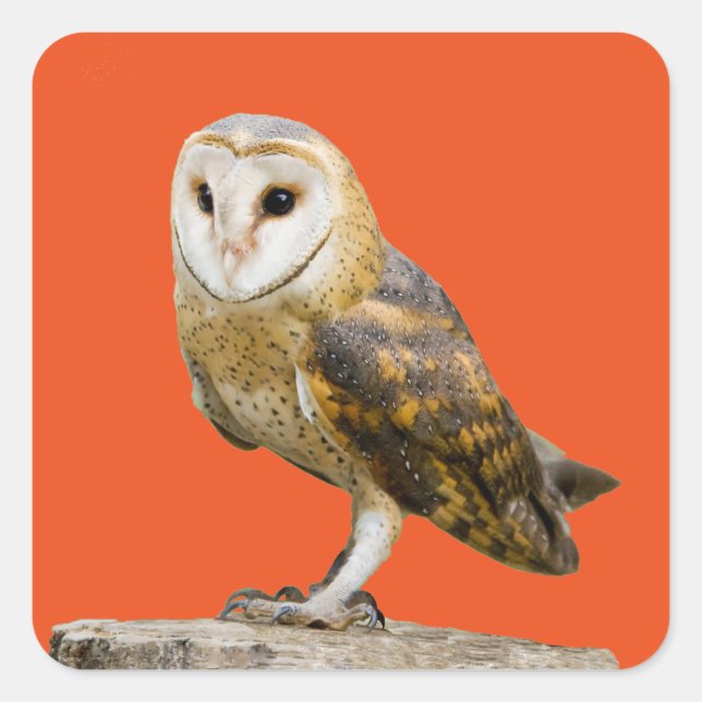Barn Owl Square Sticker (Front)