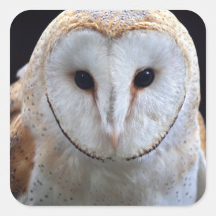 Barn Owl Sticker