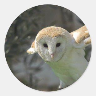 Barn Owl Stickers