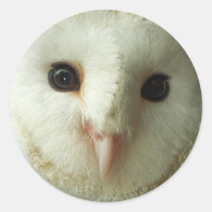 Barn Owl Stickers