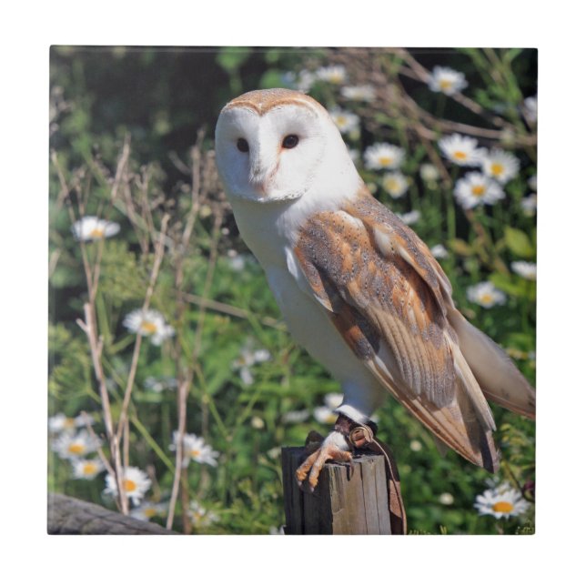 Barn Owl Tile (Front)