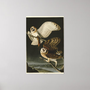 Barn Owl (Tyto alba) Audubon's Birds of America Canvas Print