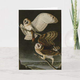 Barn Owl (Tyto alba) Audubon's Birds of America Card
