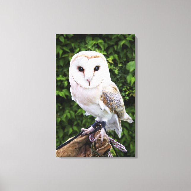 Barn owl (Tyto Alba) on glove Canvas Print (Front)