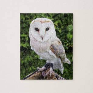 Barn owl (Tyto Alba) on glove Jigsaw Puzzle