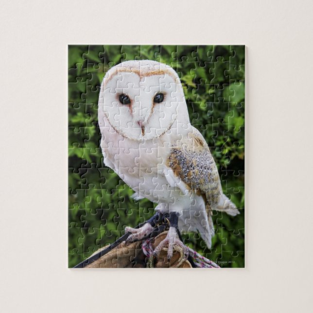 Barn owl (Tyto Alba) on glove Jigsaw Puzzle (Vertical)