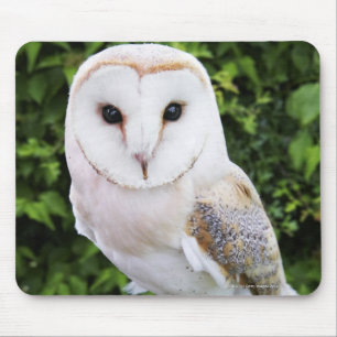 Barn owl (Tyto Alba) on glove Mouse Mat