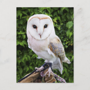 Barn owl (Tyto Alba) on glove Postcard