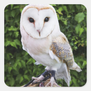 Barn owl (Tyto Alba) on glove Square Sticker