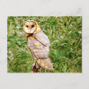 Barn Owl (Tyto alba) Postcard