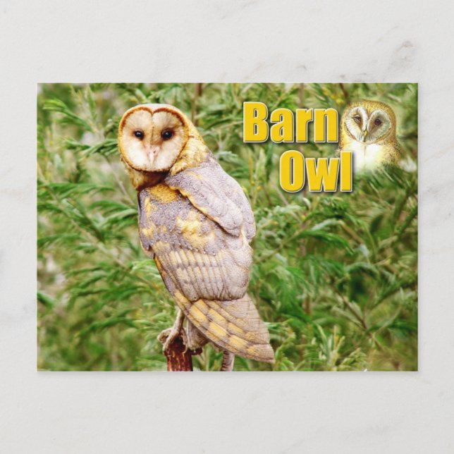 Barn Owl (Tyto alba) Postcard (Front)