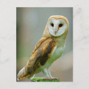 Barn owl (Tyto alba) Postcard