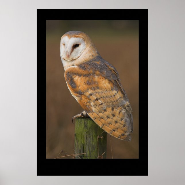 Barn Owl (Tyto alba) Poster (Front)