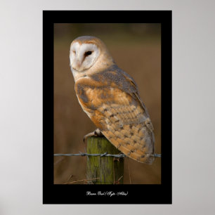 Barn Owl (Tyto alba). Poster