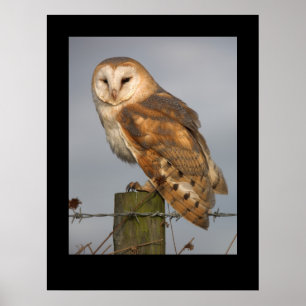 Barn Owl (Tyto alba). Poster by cARTerART