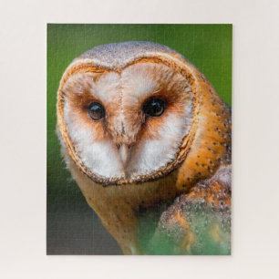 Barn Owls -Birds of Prey. Jigsaw Puzzle