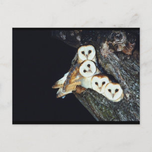 Barn Owls in a Tree Postcard
